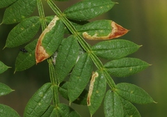 Phytoliriomyza jacarandae