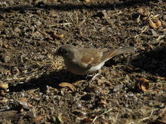 Passer diffusus stygiceps