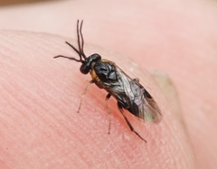 Schizocerella pilicornis
