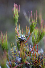 Serruria deluvialis