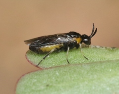 Schizocerella pilicornis