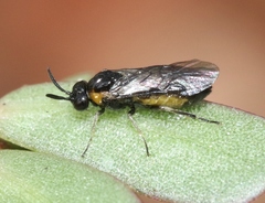 Schizocerella pilicornis