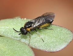 Schizocerella pilicornis