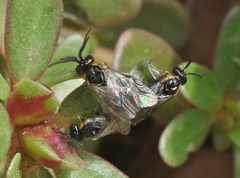 Schizocerella pilicornis