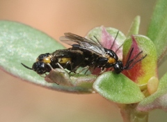 Schizocerella pilicornis