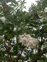 Lagerstroemia indica