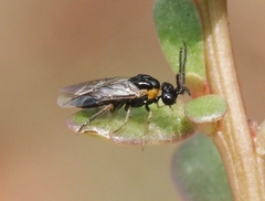 Schizocerella pilicornis