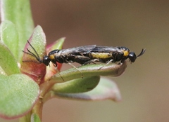 Schizocerella pilicornis