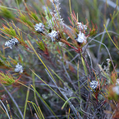 Serruria deluvialis