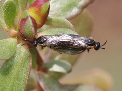 Schizocerella pilicornis