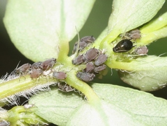 Aphis pulchella