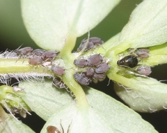 Aphis pulchella