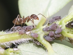 Aphis pulchella