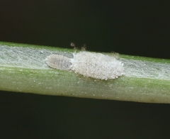 Phenacoccus peruvianus