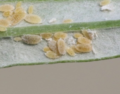 Phenacoccus peruvianus