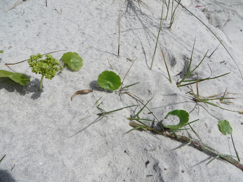 Hydrocotyle bonariensis image
