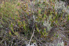 Serruria deluvialis