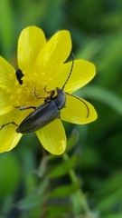 Brachysomida californica
