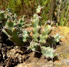 Euphorbia schinzii