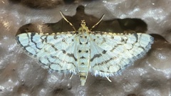 Hileithia aplicalis