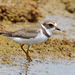 Semipalmated Plover - Photo (c) Ad Konings, some rights reserved (CC BY-NC), uploaded by Ad Konings