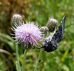 Catocala grotiana