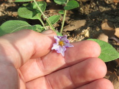 Solanum stoloniferum