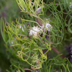 Serruria inconspicua