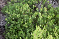 Serruria inconspicua