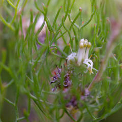 Serruria inconspicua