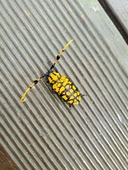 Aristobia reticulator