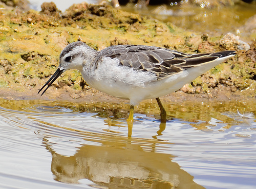 Wilson's Phalarope