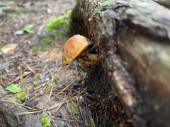 Aureoboletus auriflammeus