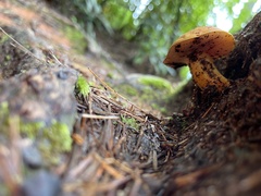Aureoboletus auriflammeus