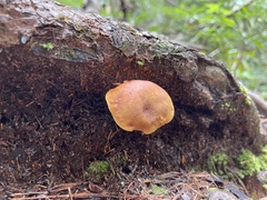 Aureoboletus auriflammeus