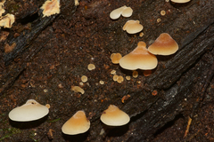 Crepidotus alabamensis