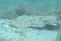 Leucoraja erinaceus