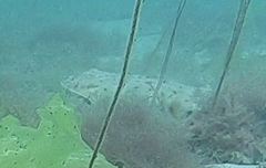 Leucoraja erinaceus