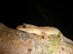 Bavayia cyclura