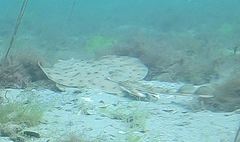 Leucoraja erinaceus