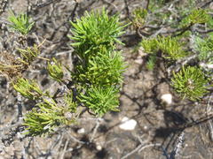 Psoralea vanberkelae