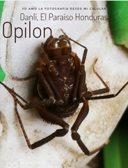 Erginulus subserialis