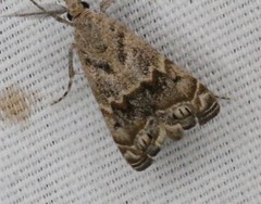 Prionapteryx indentella