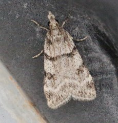 Scoparia palloralis
