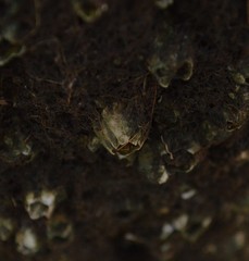 Megabalanus tintinnabulum