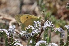 Colias eurytheme