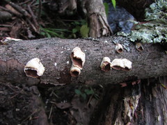 Scytinostroma artocreas