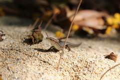 Caledoniscincus haplorhinus