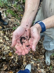 Desmognathus apalachicolae