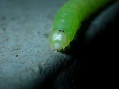 Psimada quadripennis